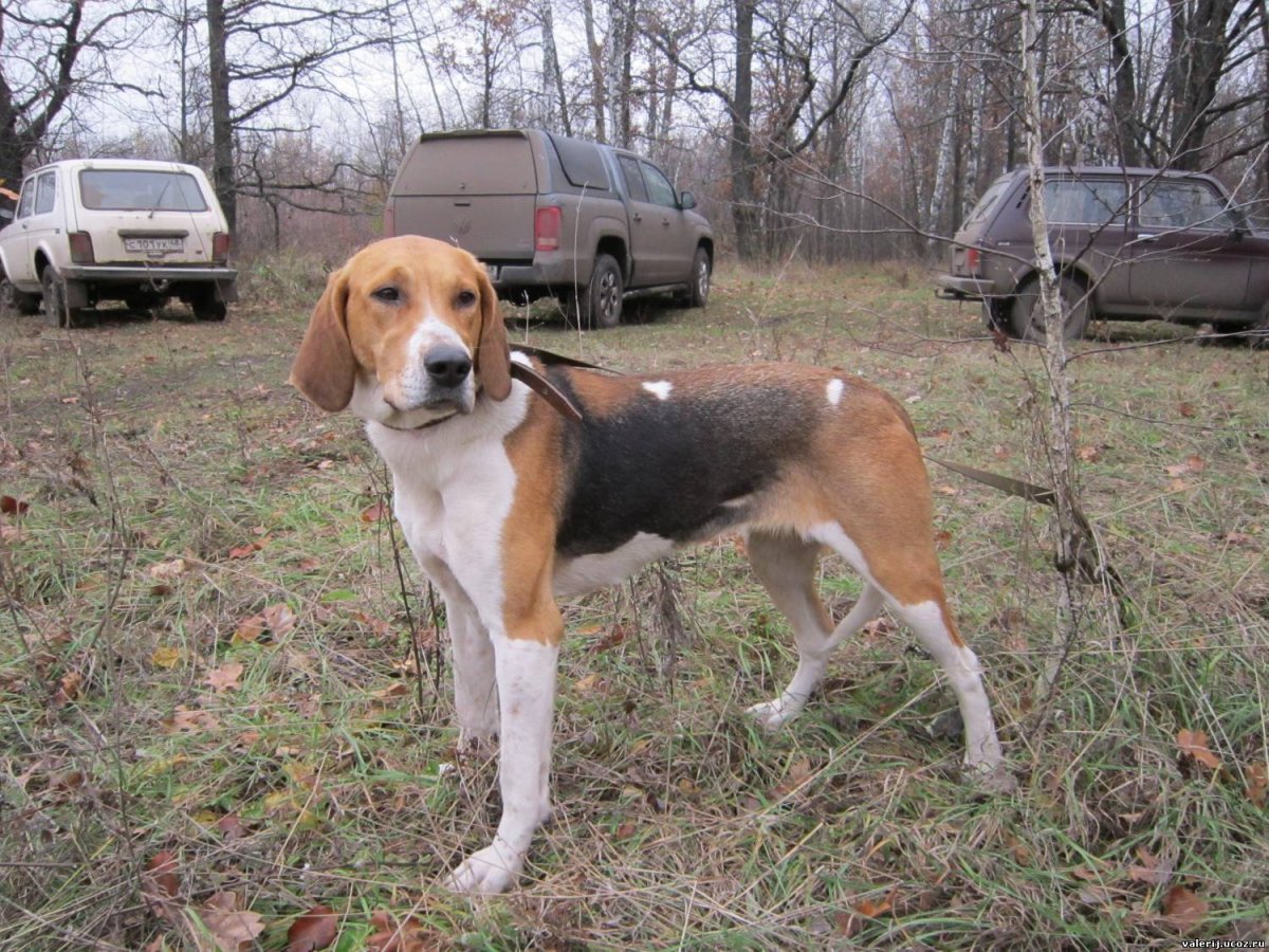 Русская пегая гончая выжлец