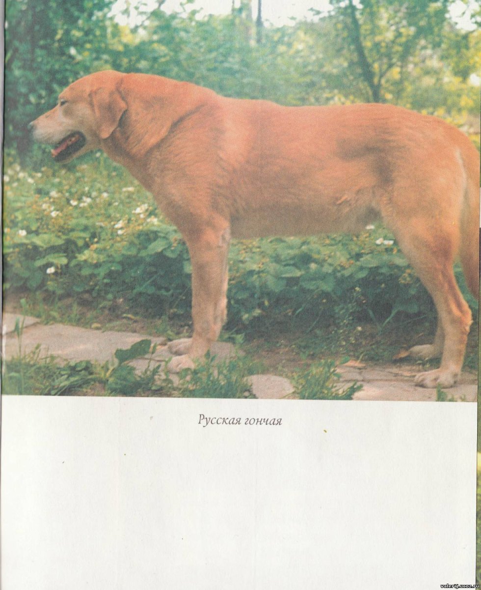 Заводчик русской гончей Цван Виктор Михайлович