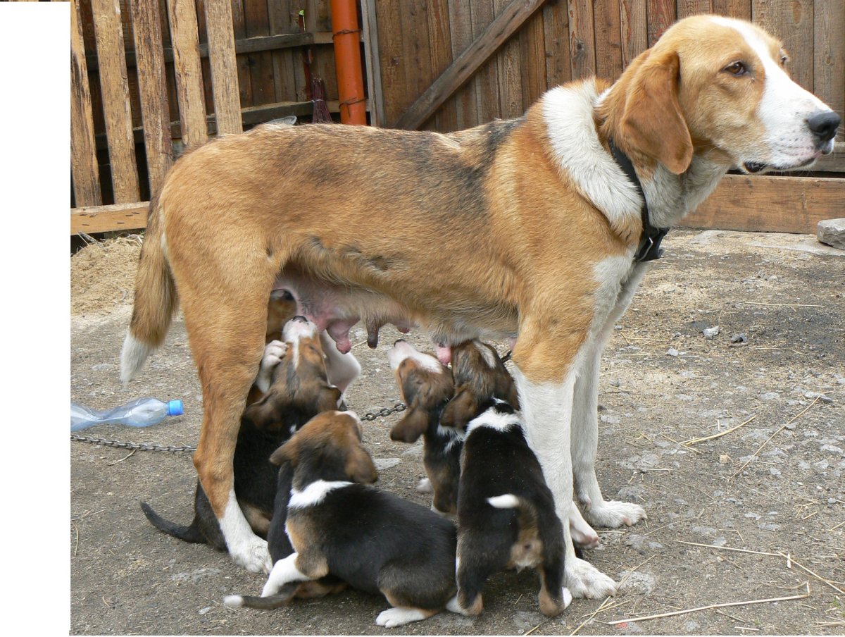 Взрослые щенки русской гончей