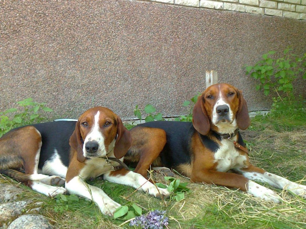 Финская гончая в России