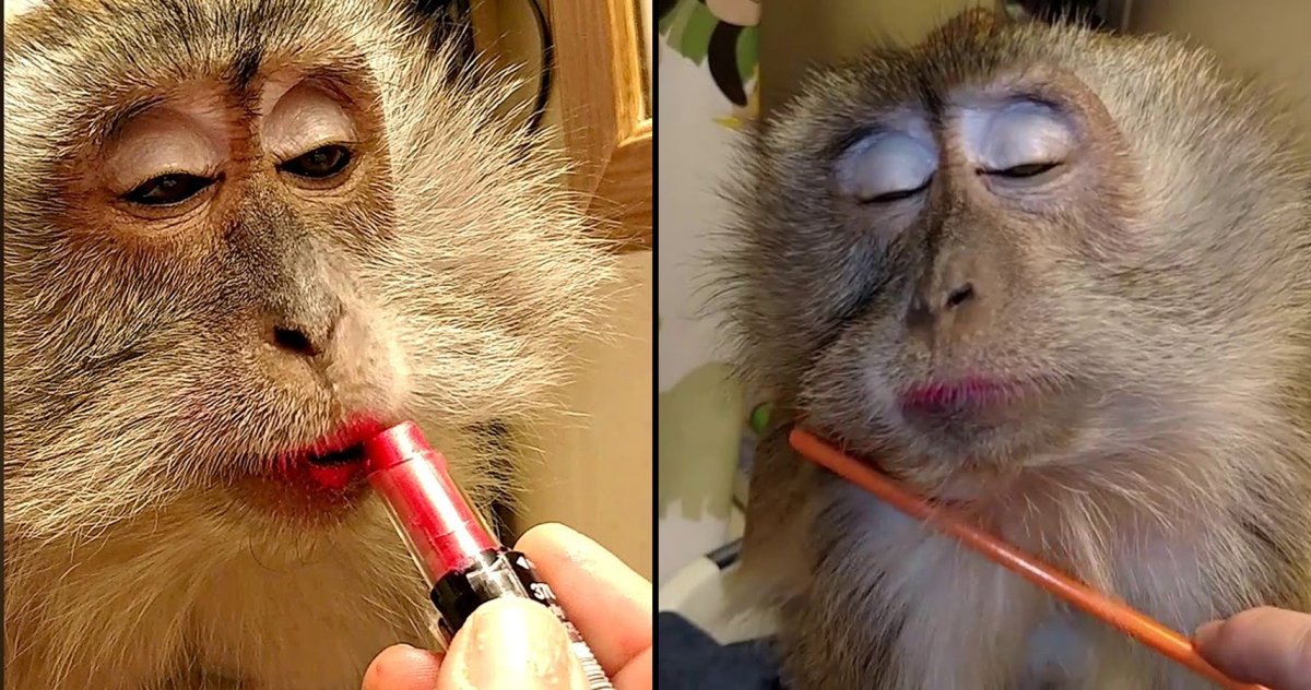 Накрашенная обезьянка