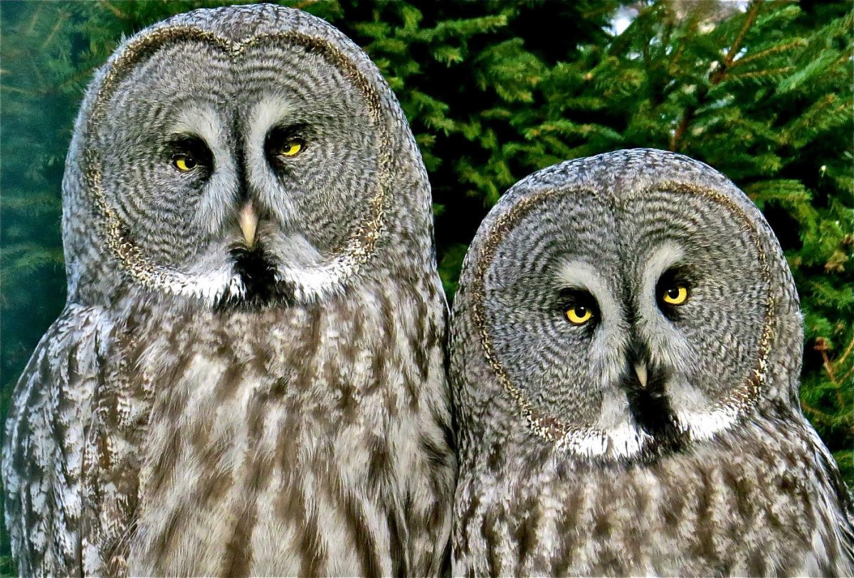Сова конкурс фотография