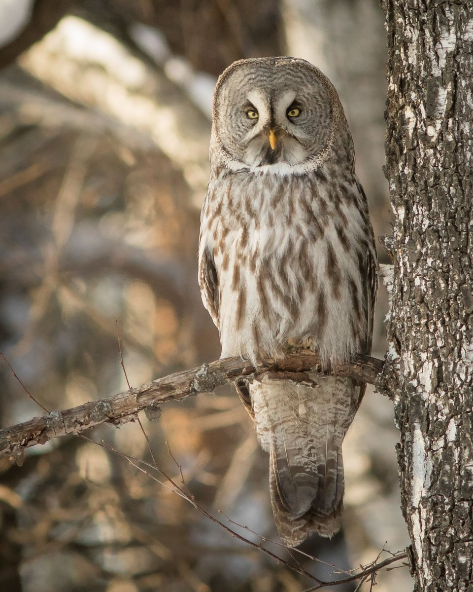 Бородатая неясыть Сахалин