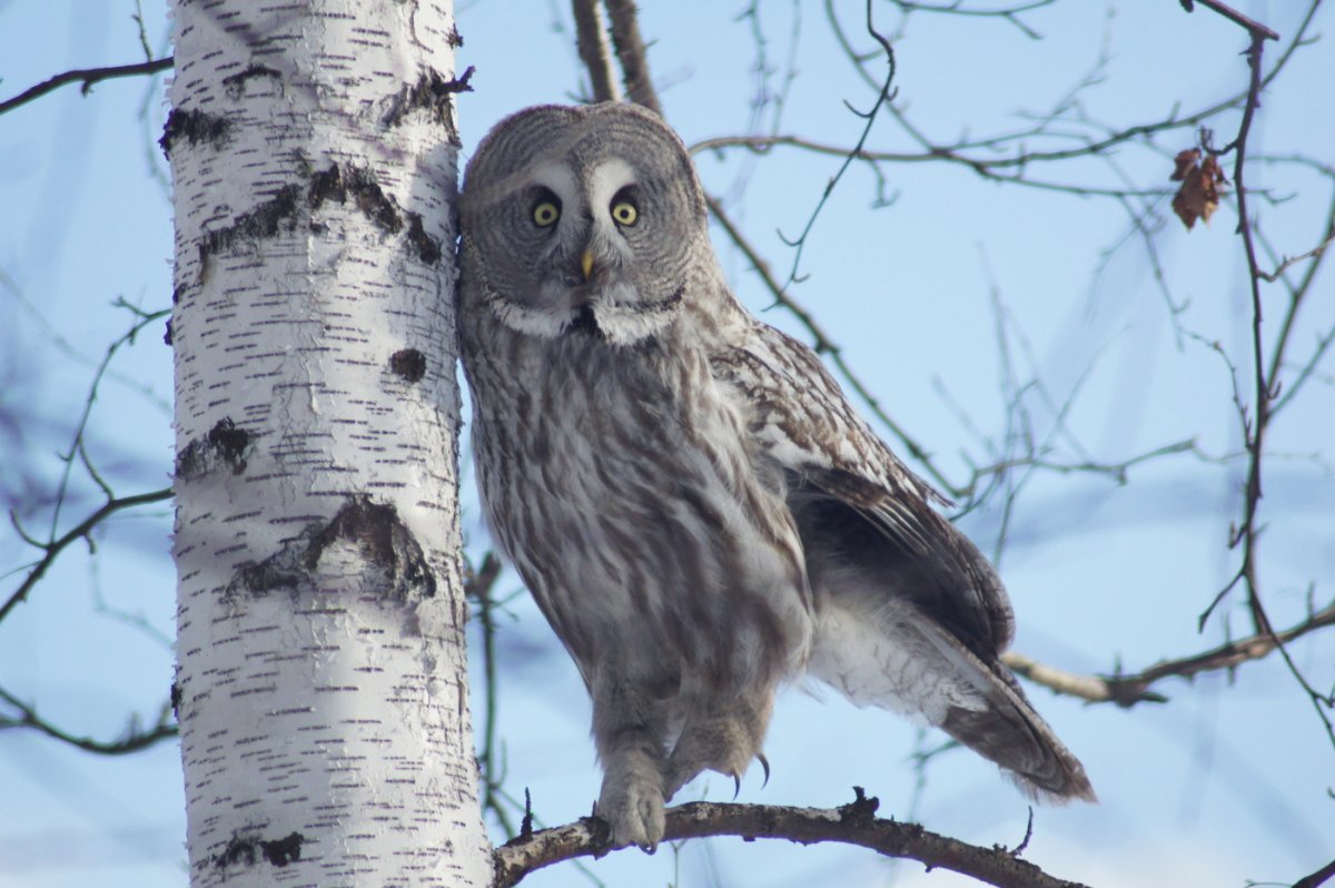 Бородатая неясыть в Архангельской области