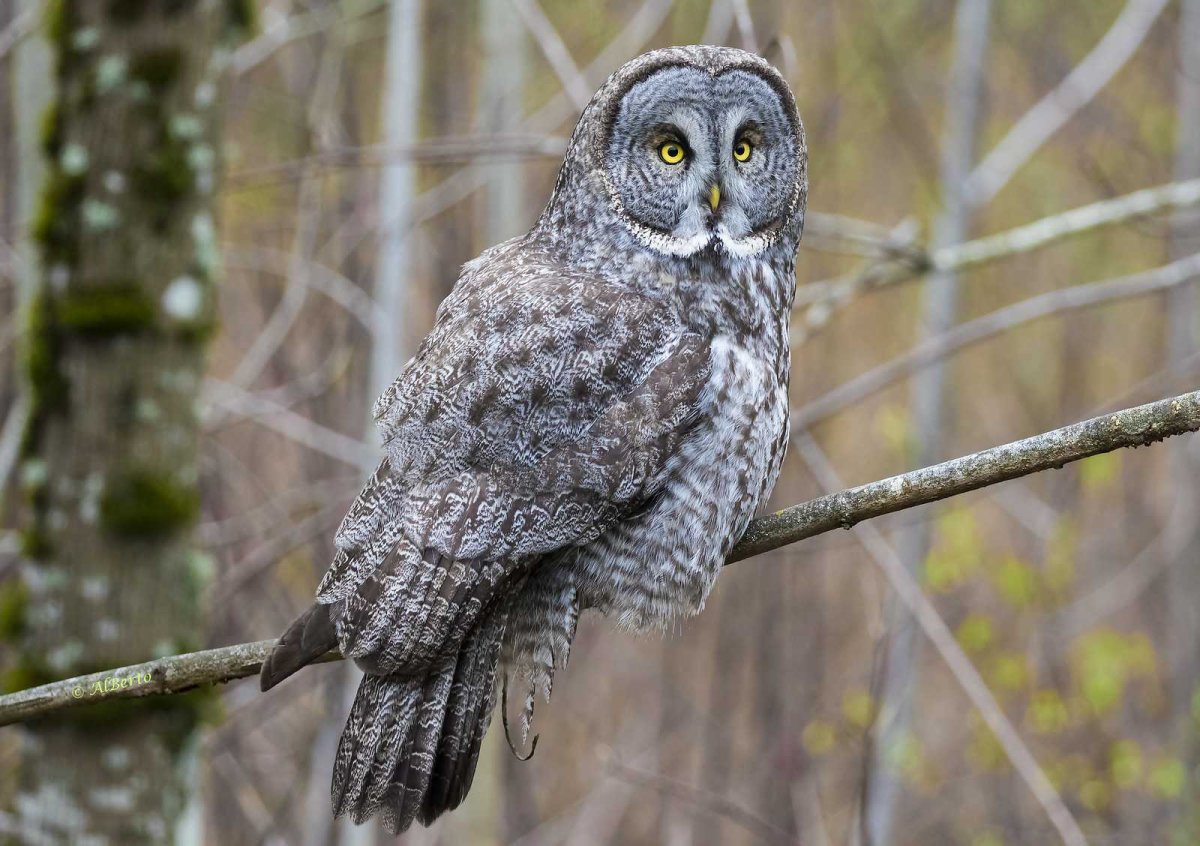 Бородатая неясыть (Strix nebulosa)