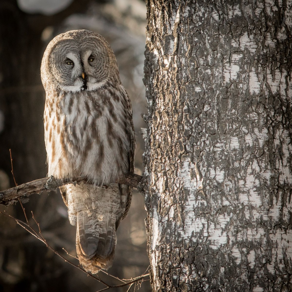 Бородатая неясыть