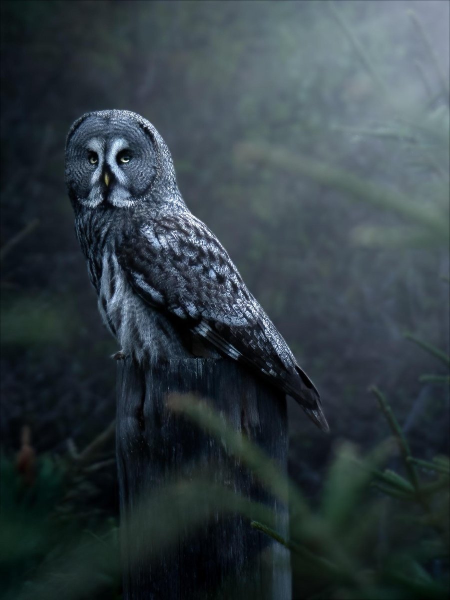 Бородатая неясыть