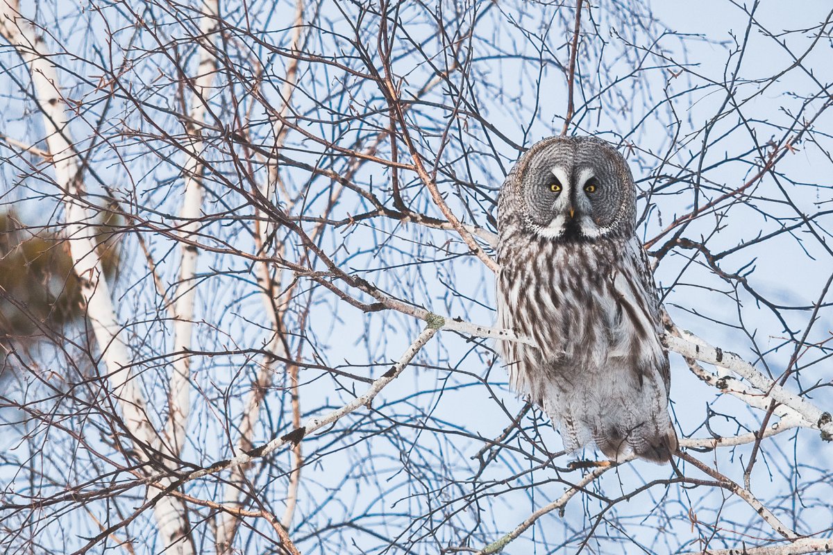 Бородатая неясыть на охоте