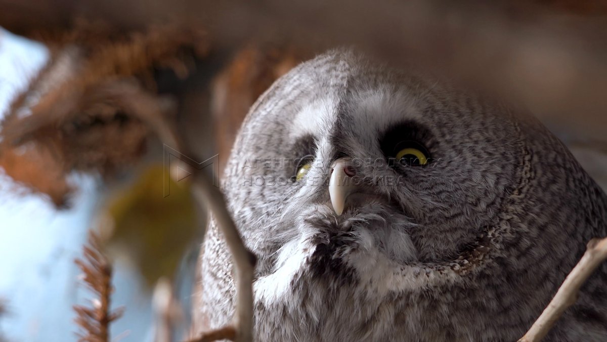 Бородатый неясыть Мос зоопарк