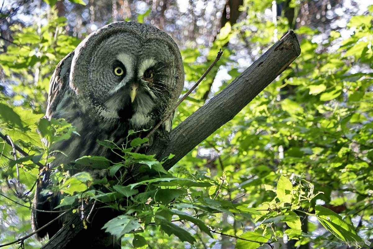 Бородатая неясыть Голубева