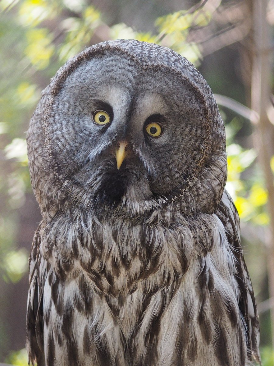 Бородатая неясыть