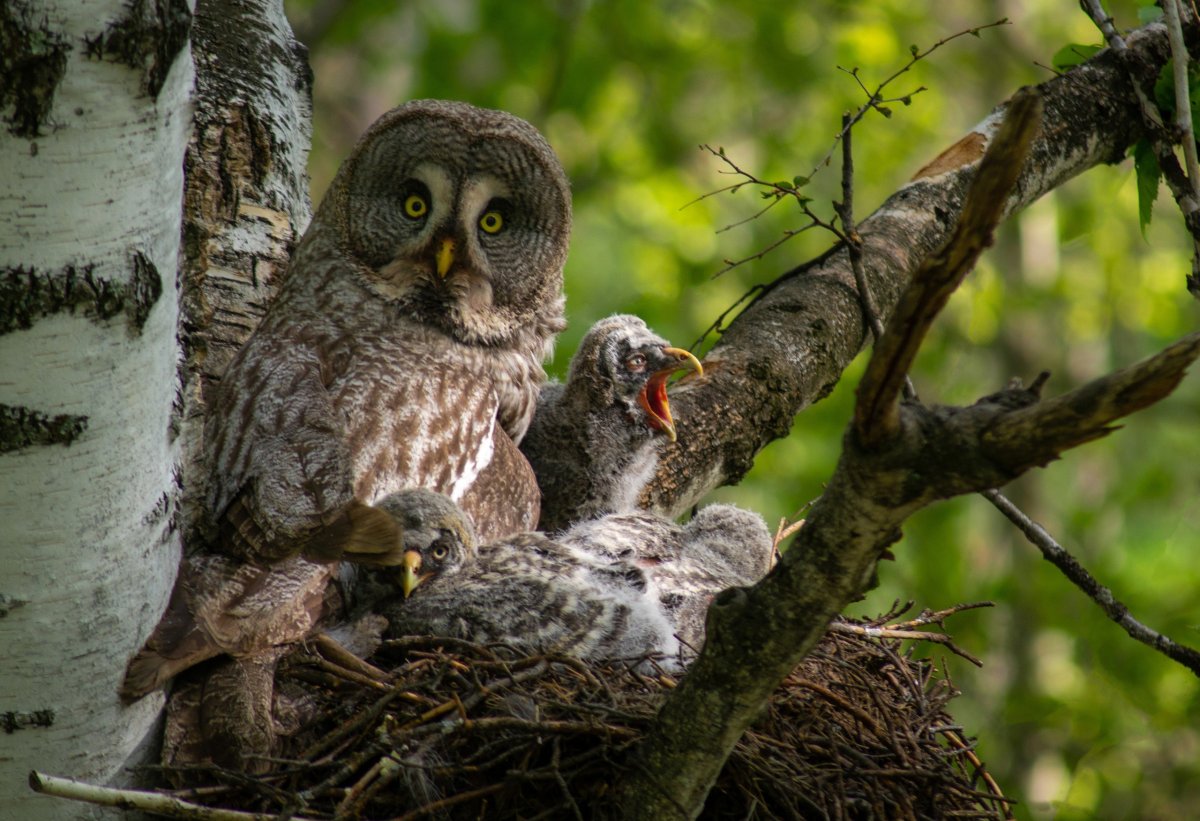 Бородатая неясыть птенец