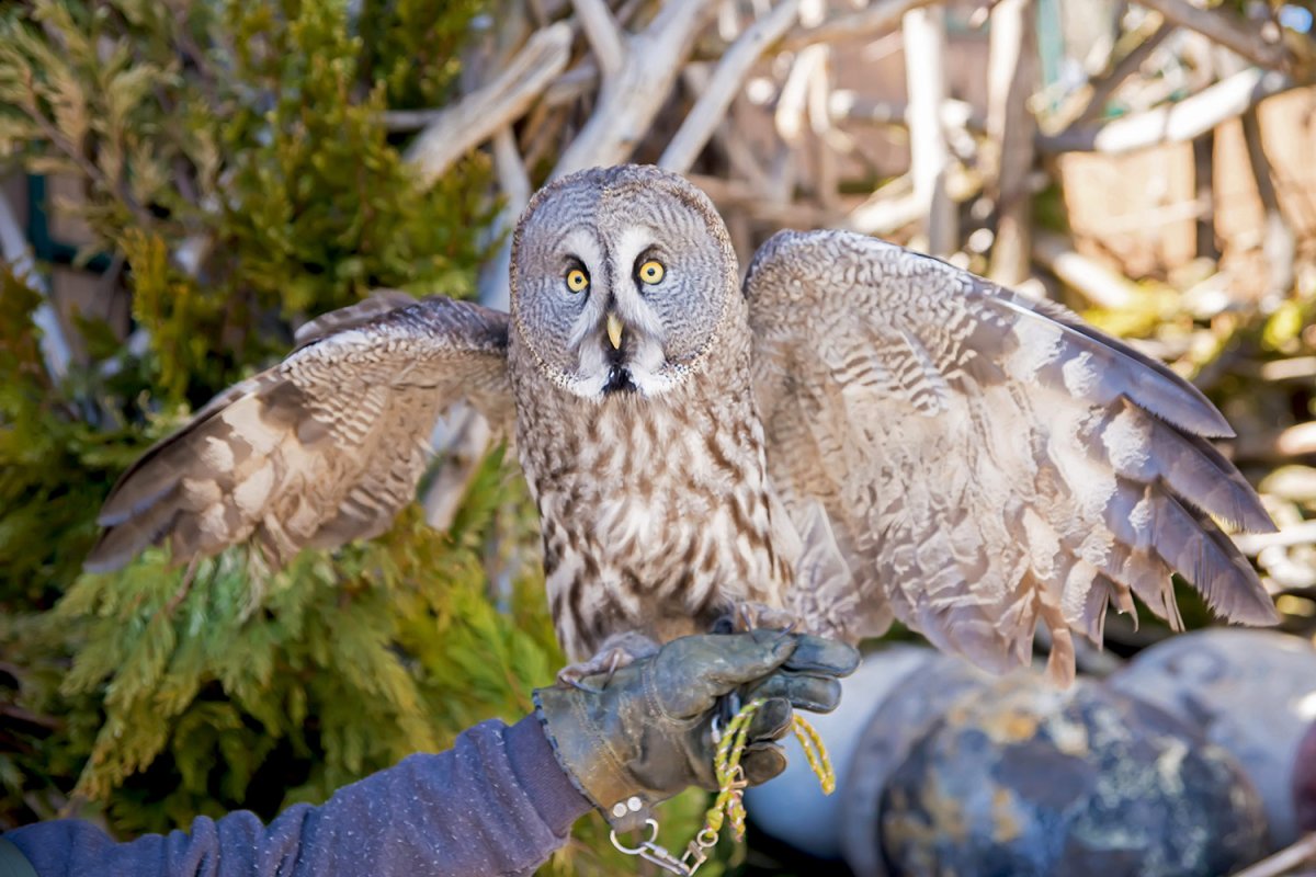 Музей Филинов и сов «филосовия»