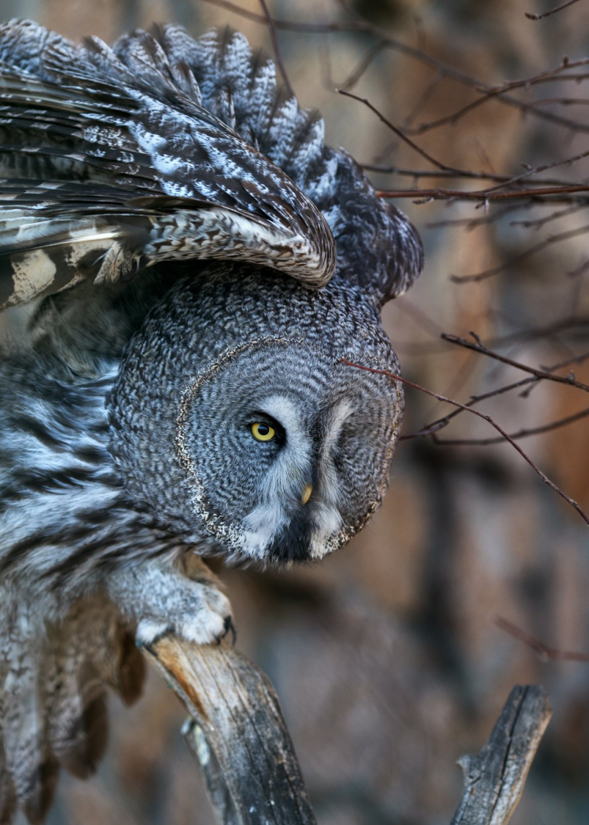 Бородатая неясыть Сахалин