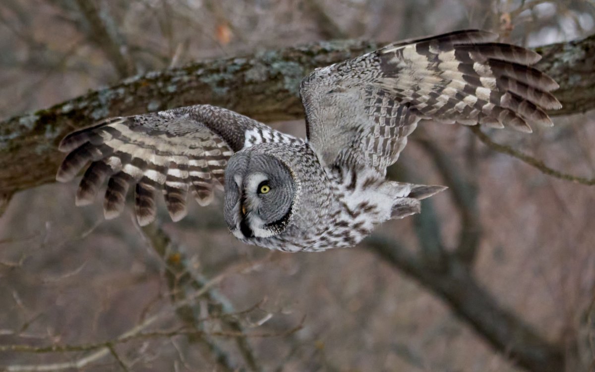 Серия бородатая неясыть