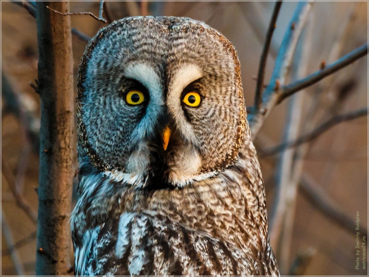 Бородатая неясыть Совиные