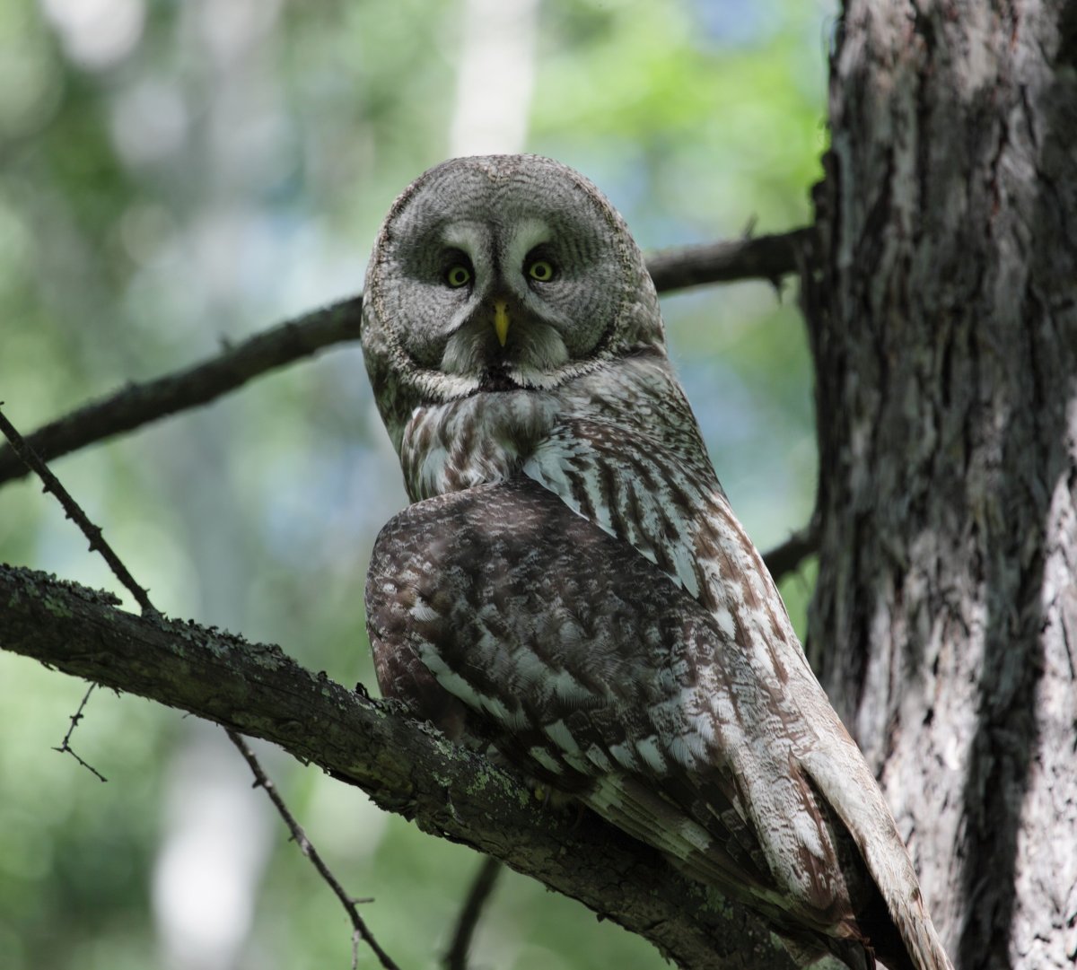 Бородатая неясыть Тайга