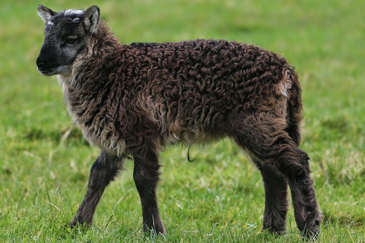 БАЗЛ гибрид