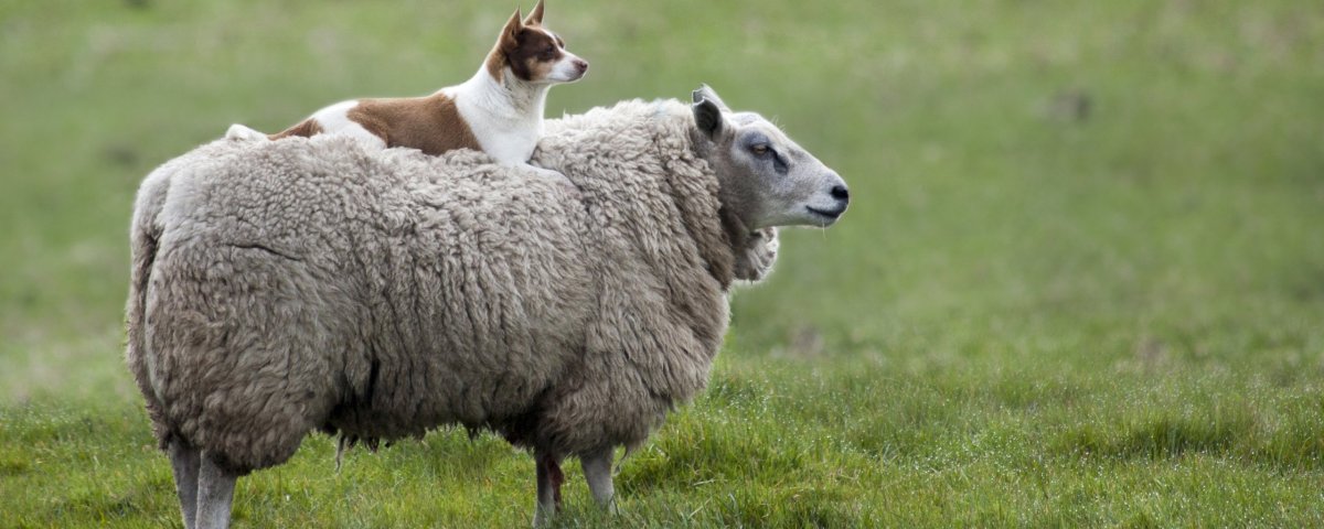 Овцы с короткими ногами