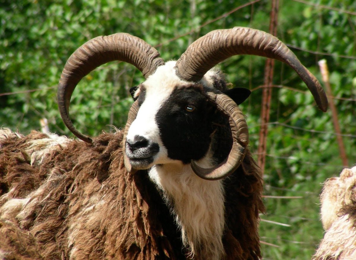 Мэнский лохтан порода овец