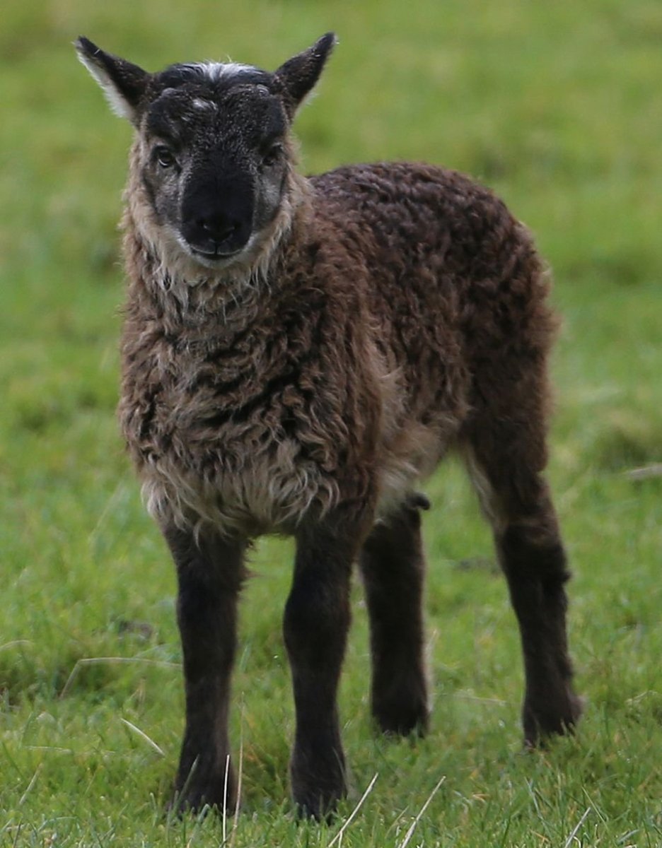 БАЗЛ гибрид овцы и козы
