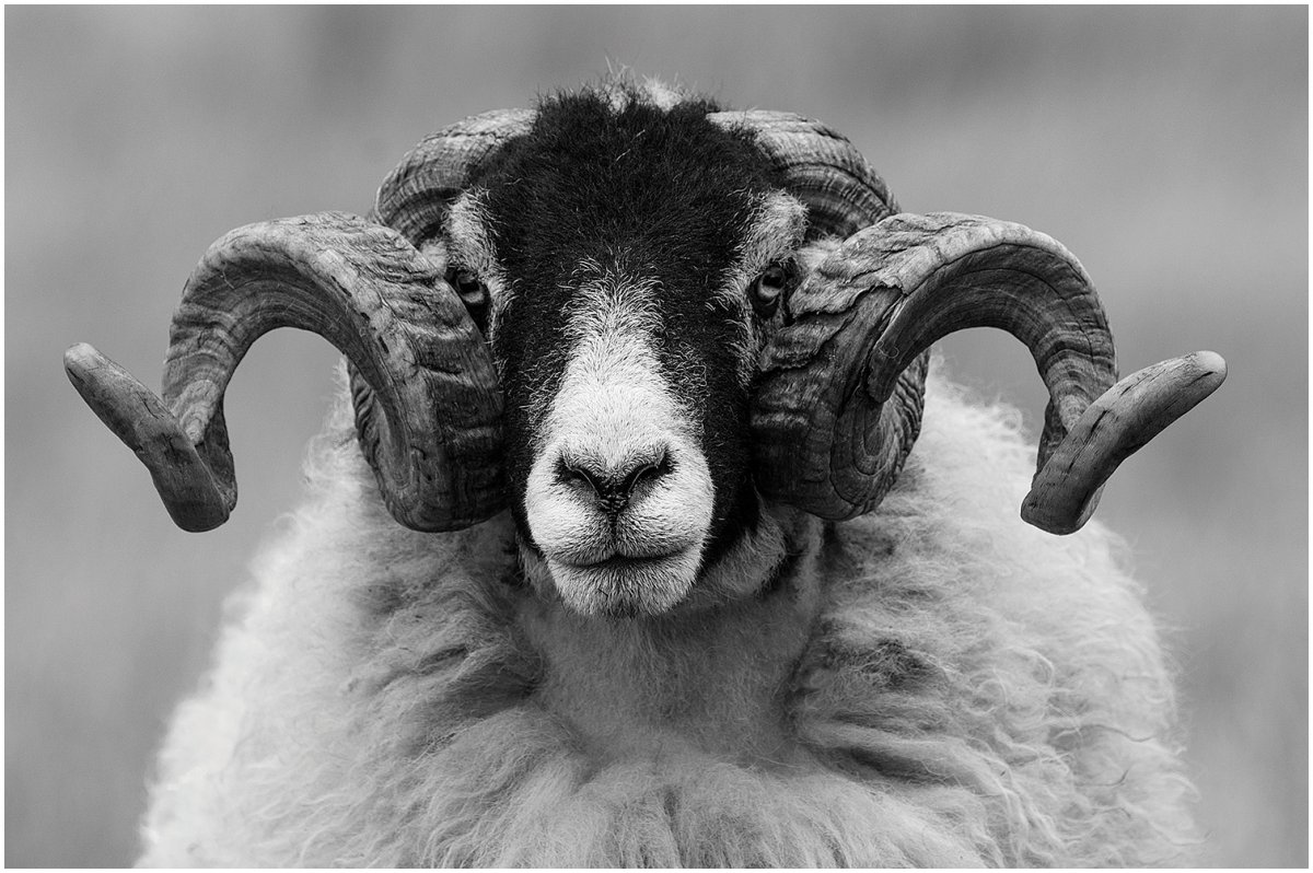 Голова барана