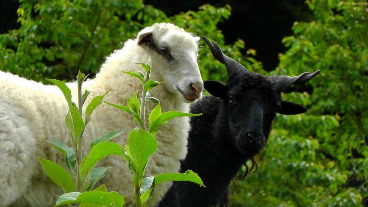 Овцы и козы