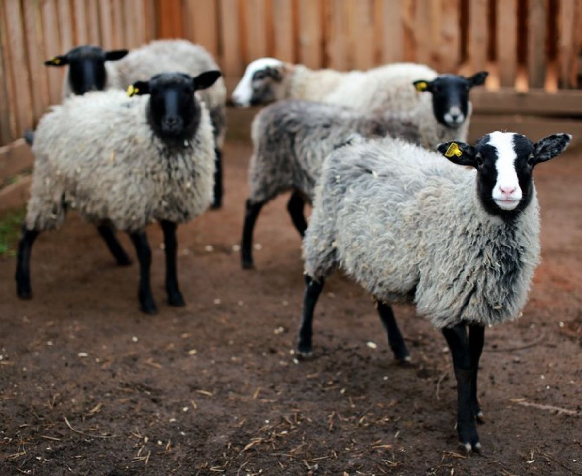 Бараны и куры