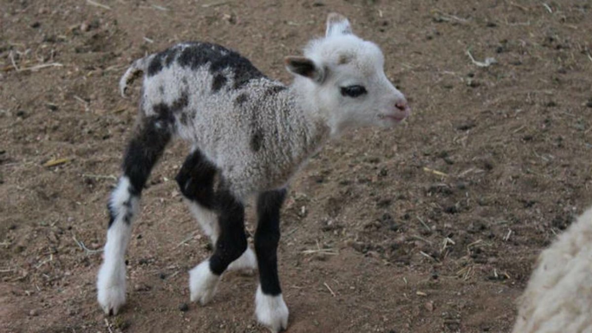 Овцекоза гибрид