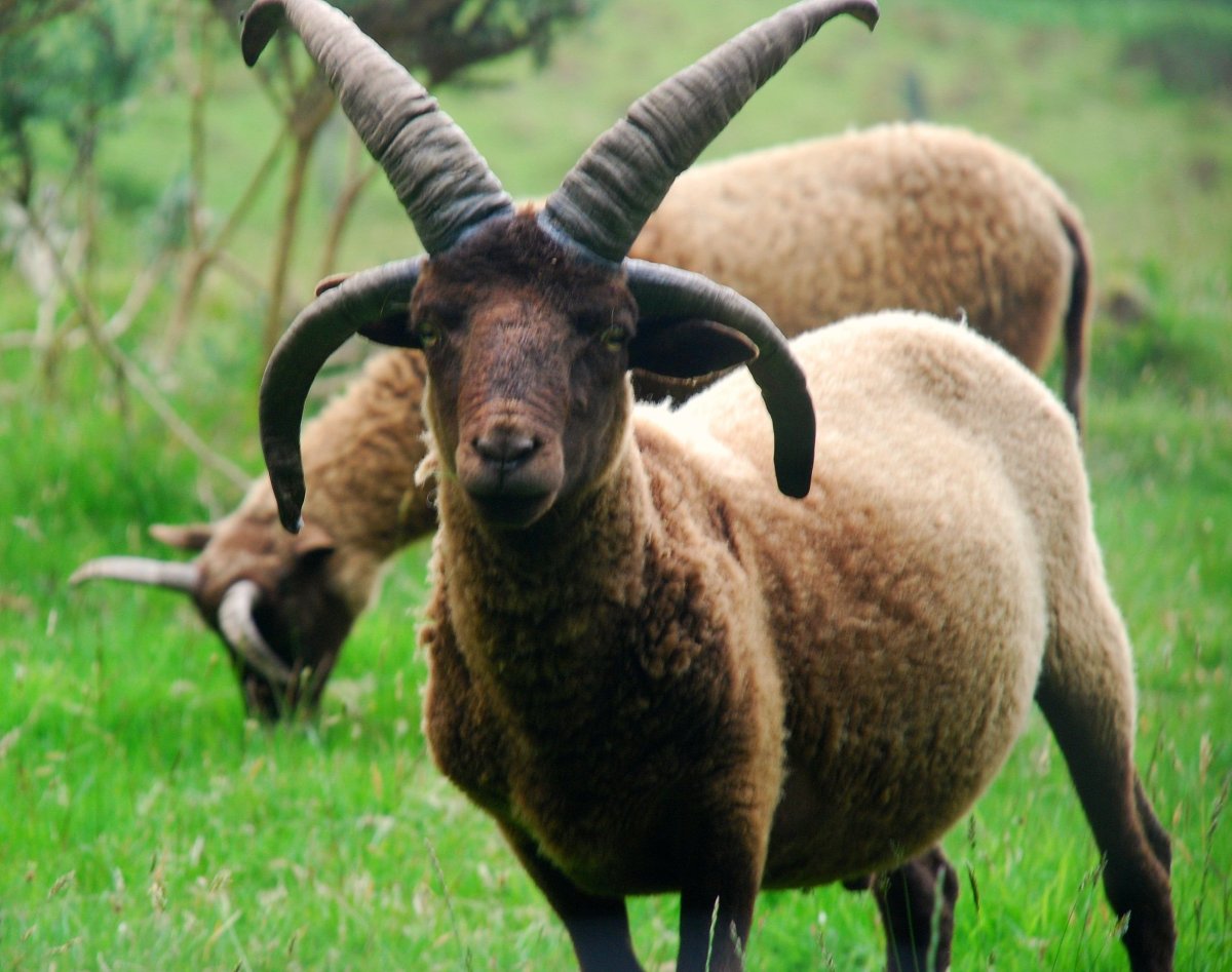 Мэнский лохтан порода овец