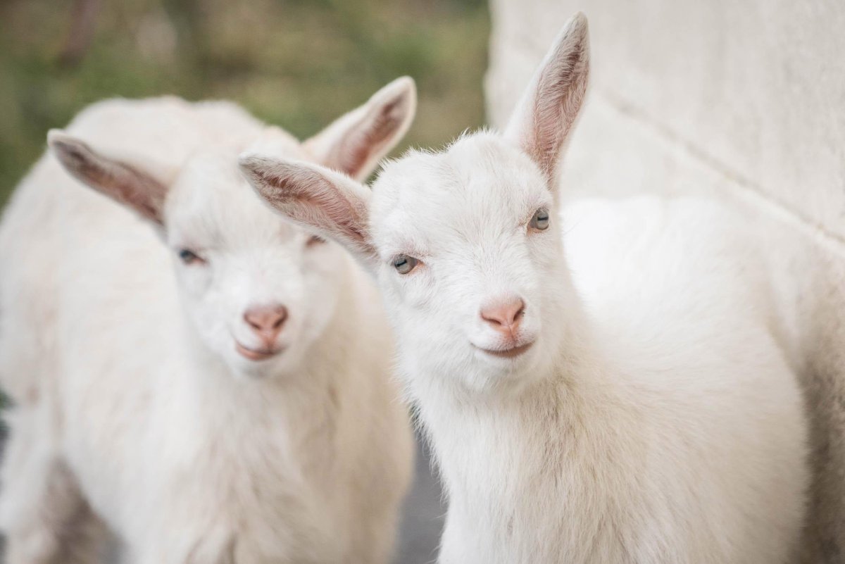 Гибрид барана и коровы