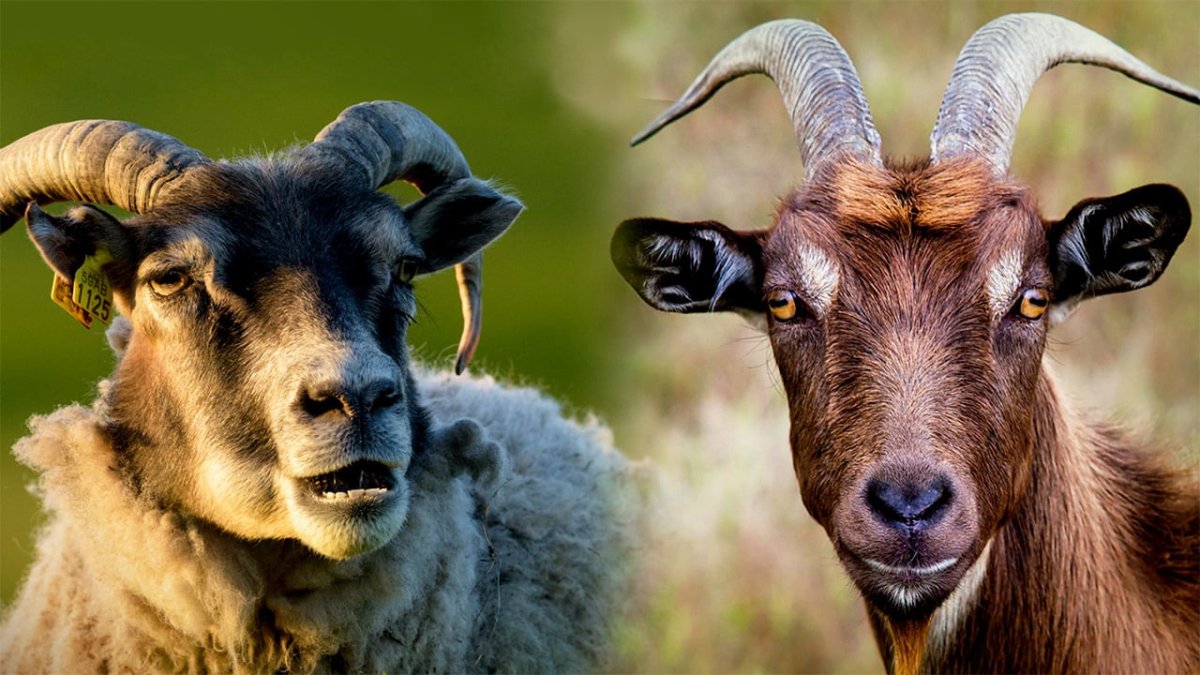 Овцы и козы