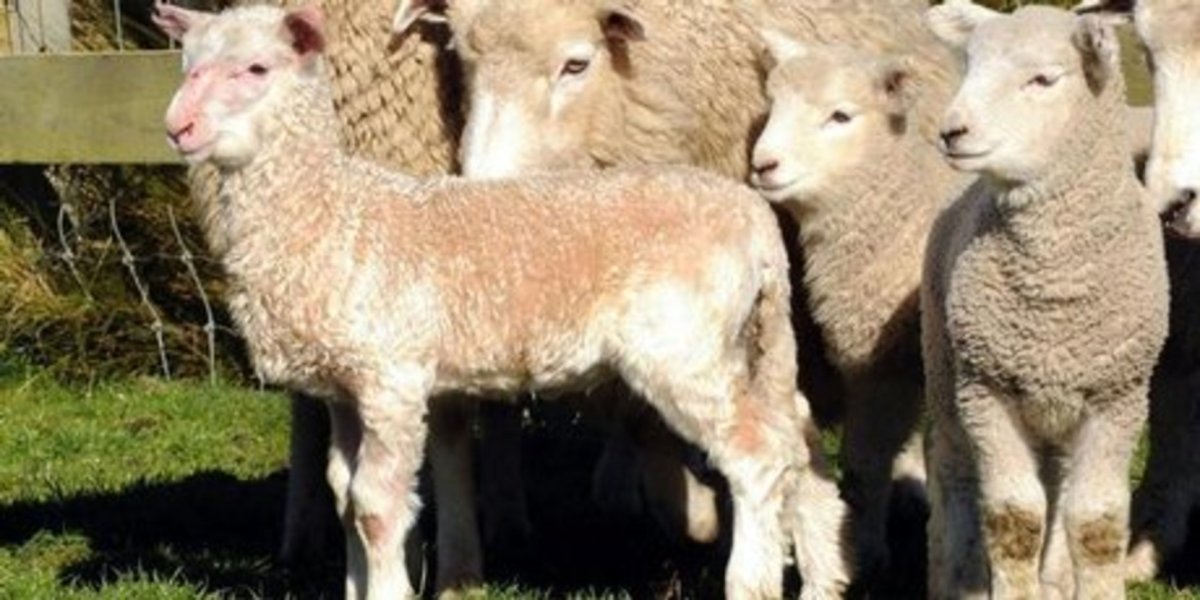 Метис барана и козла