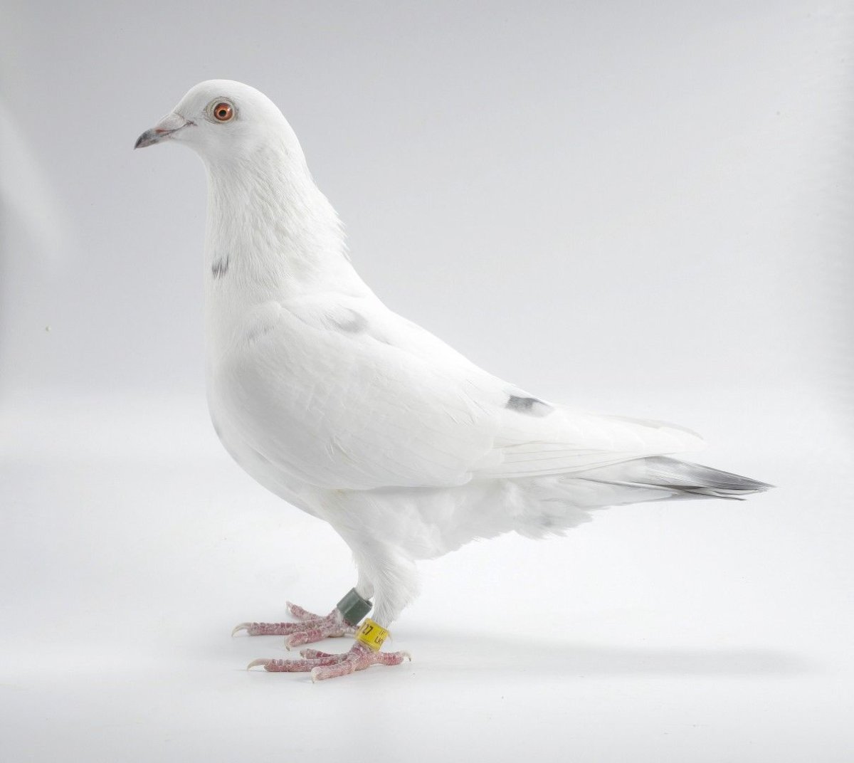 White Pigeon dbx1