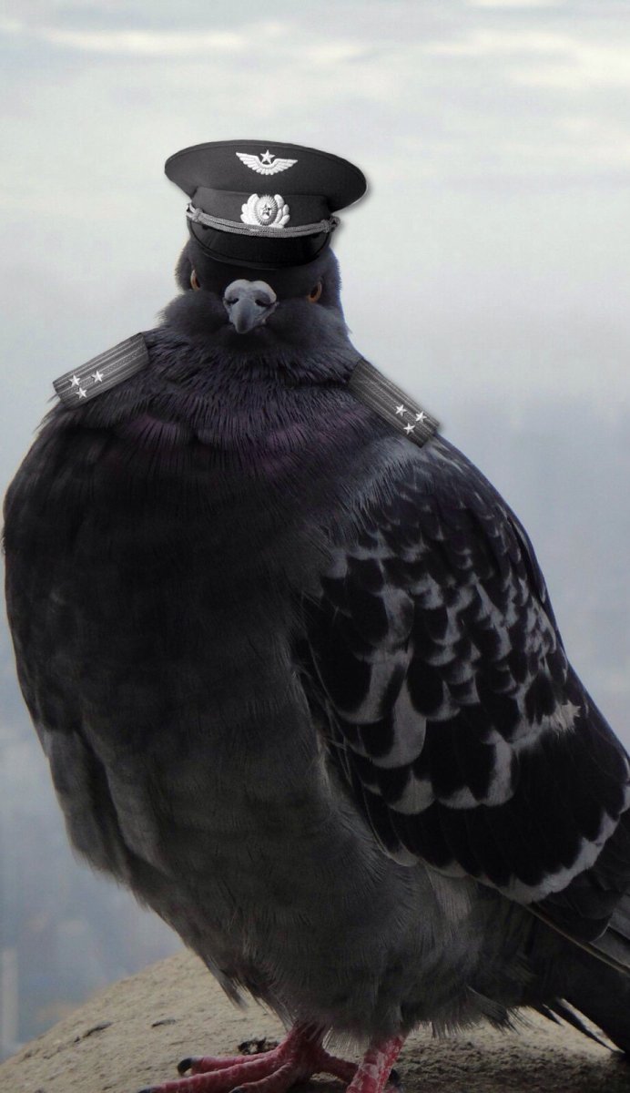 Армия голубей