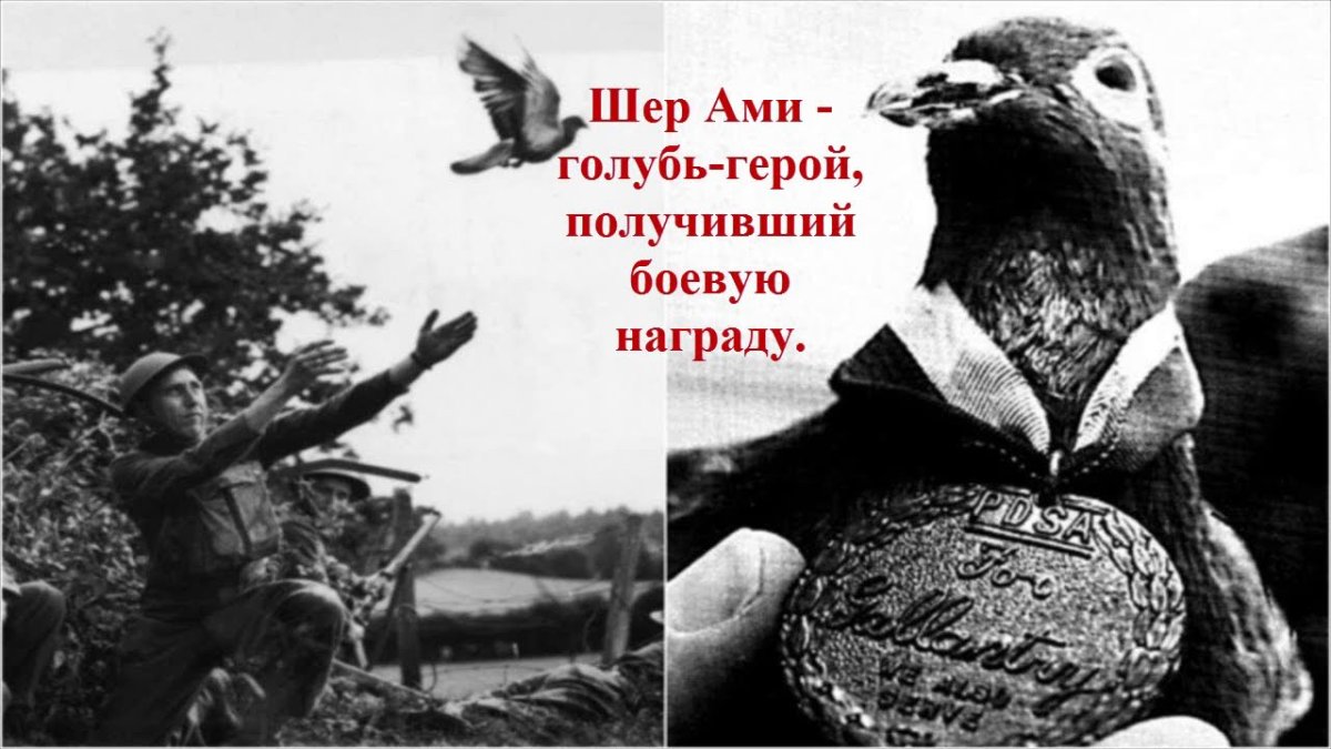 Шер ами голубь