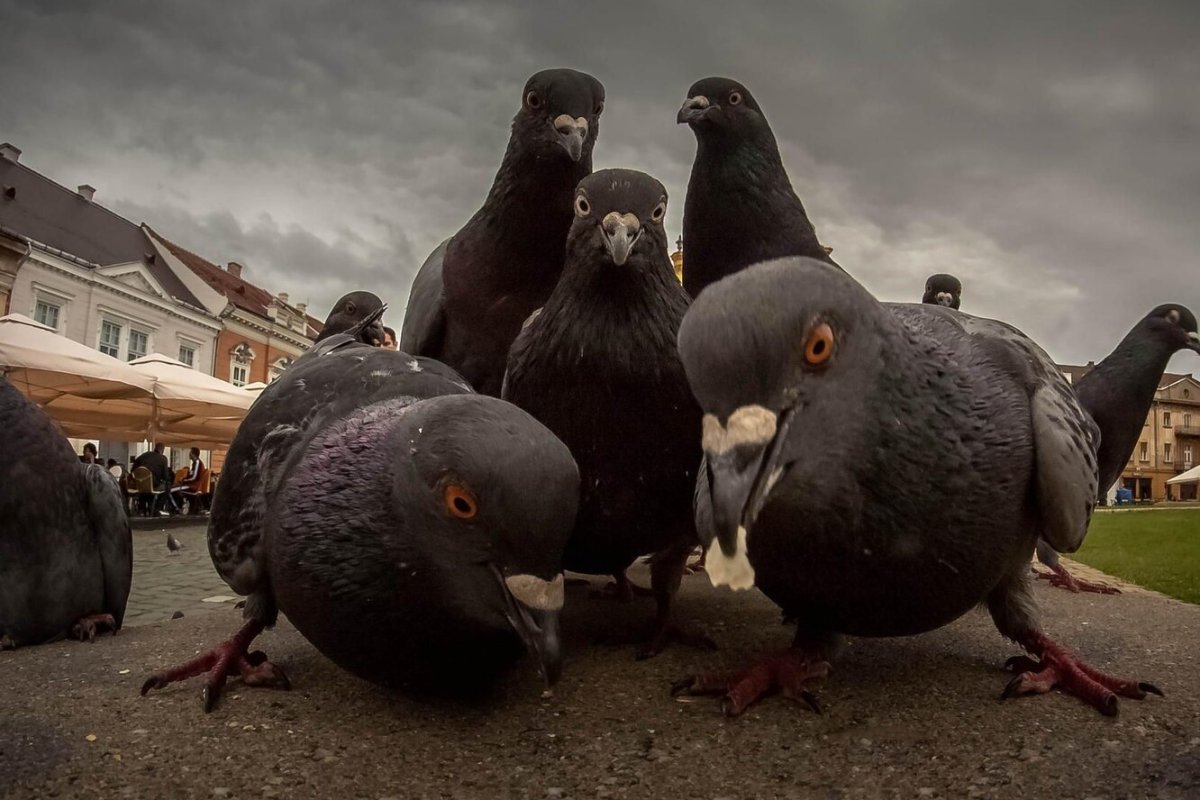 Смешной голубь