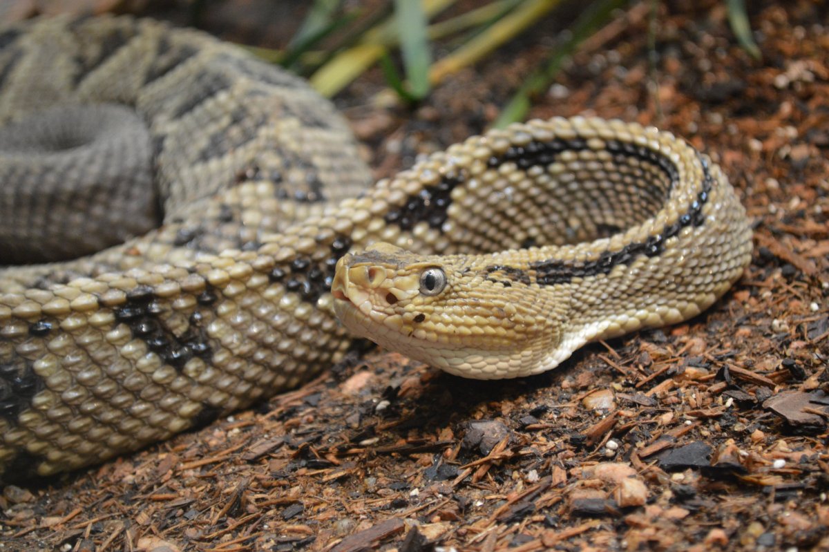 Змея с ромбами на спине