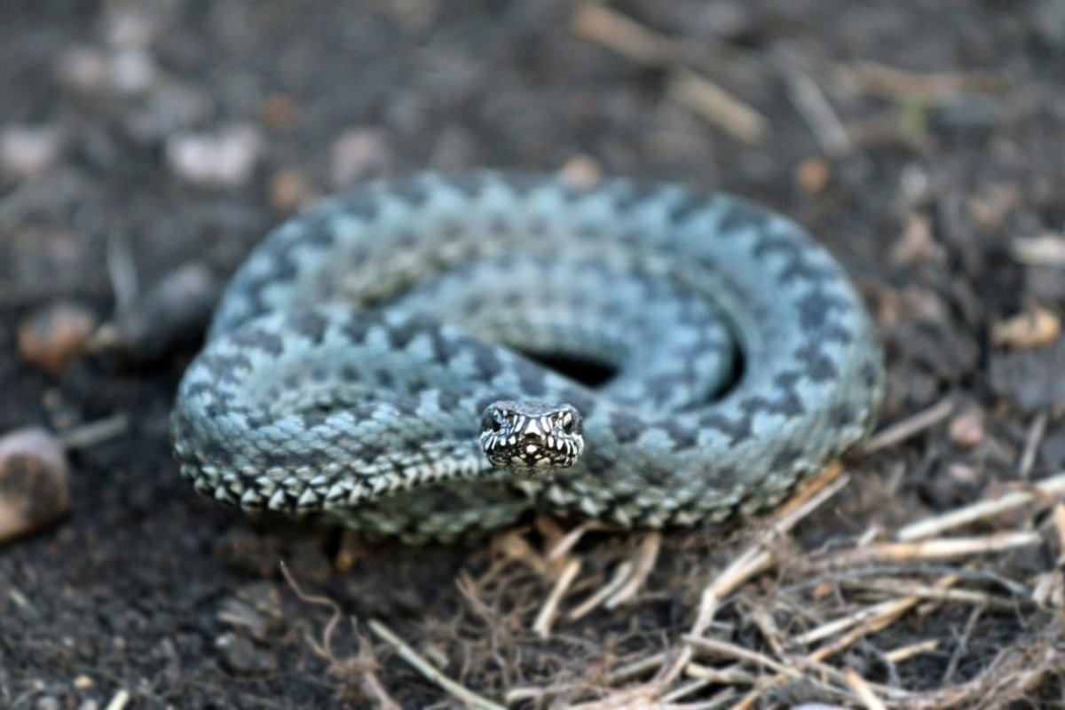 Змея серая с ромбами