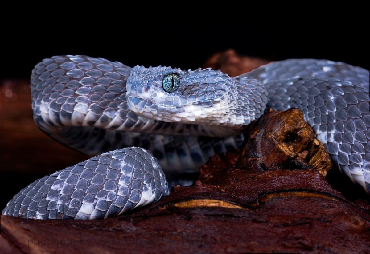 Шершавая древесная гадюка (Atheris squamigera)