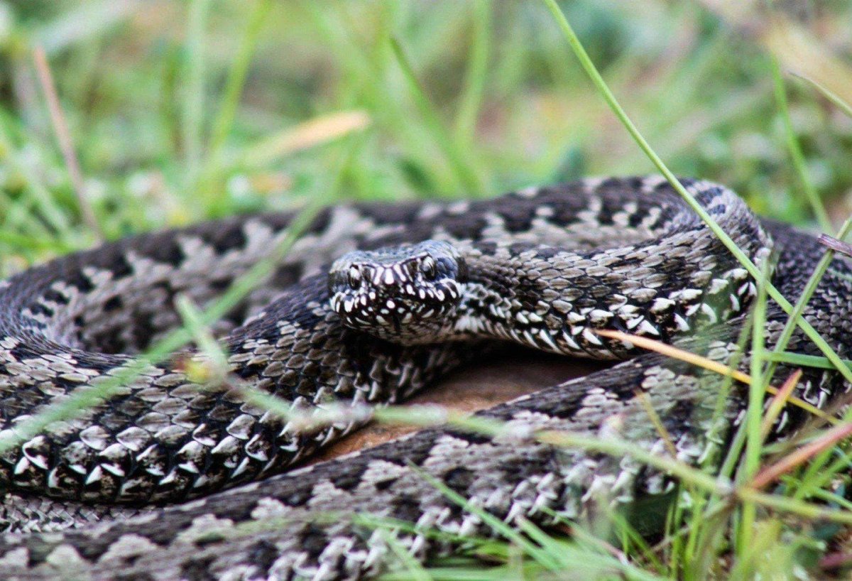 Растения – хомяк – Степная гадюка