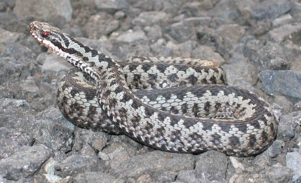 Гадюка Випера Берус