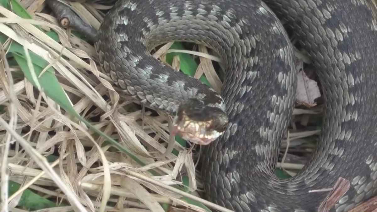 Опасная змея