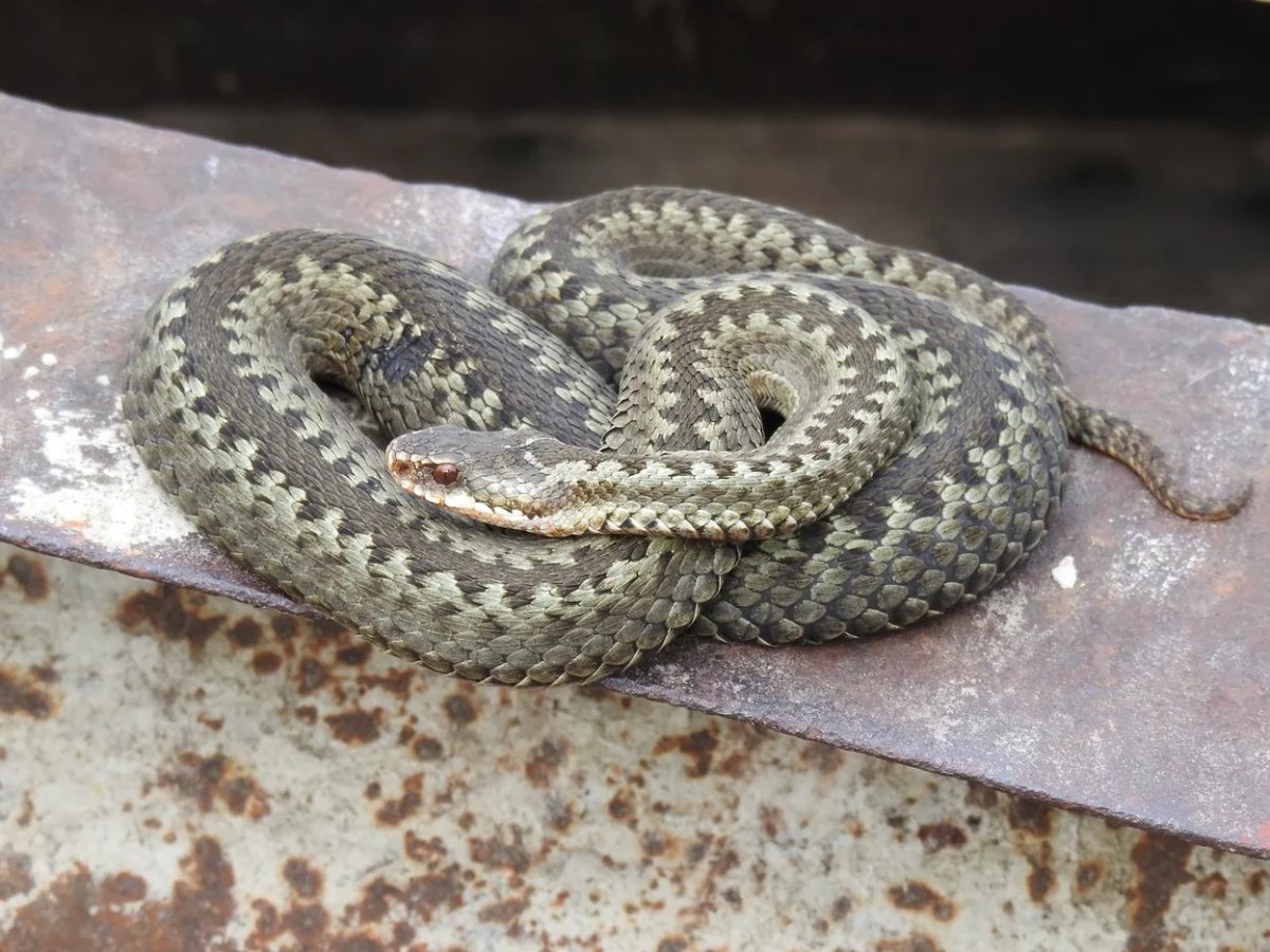 Стальная гадюка