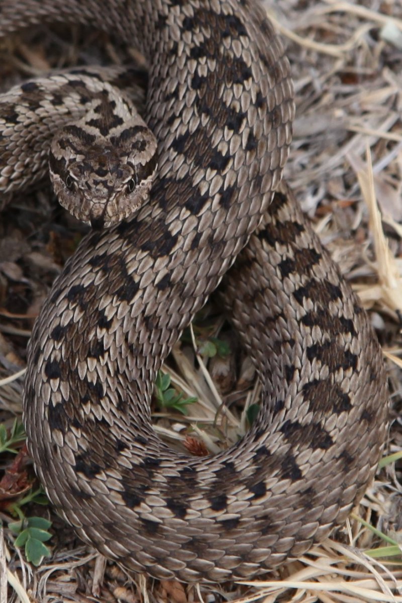 Степная гадюка медянка