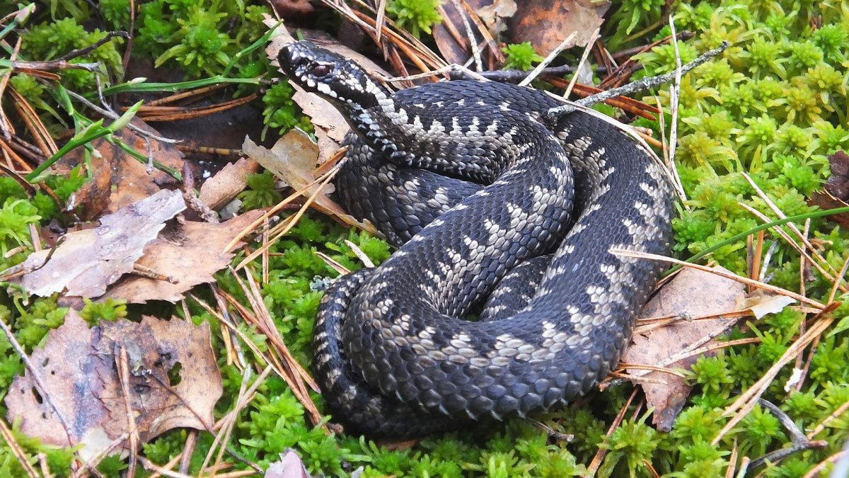 Гадюка в центральной полосе России