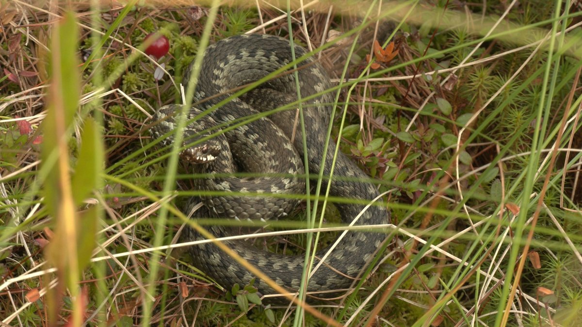 Гадюка в Орловской области