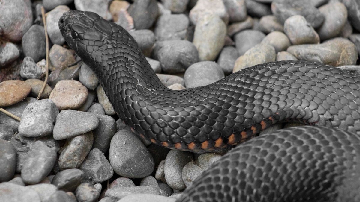 Pseudechis porphyriacus