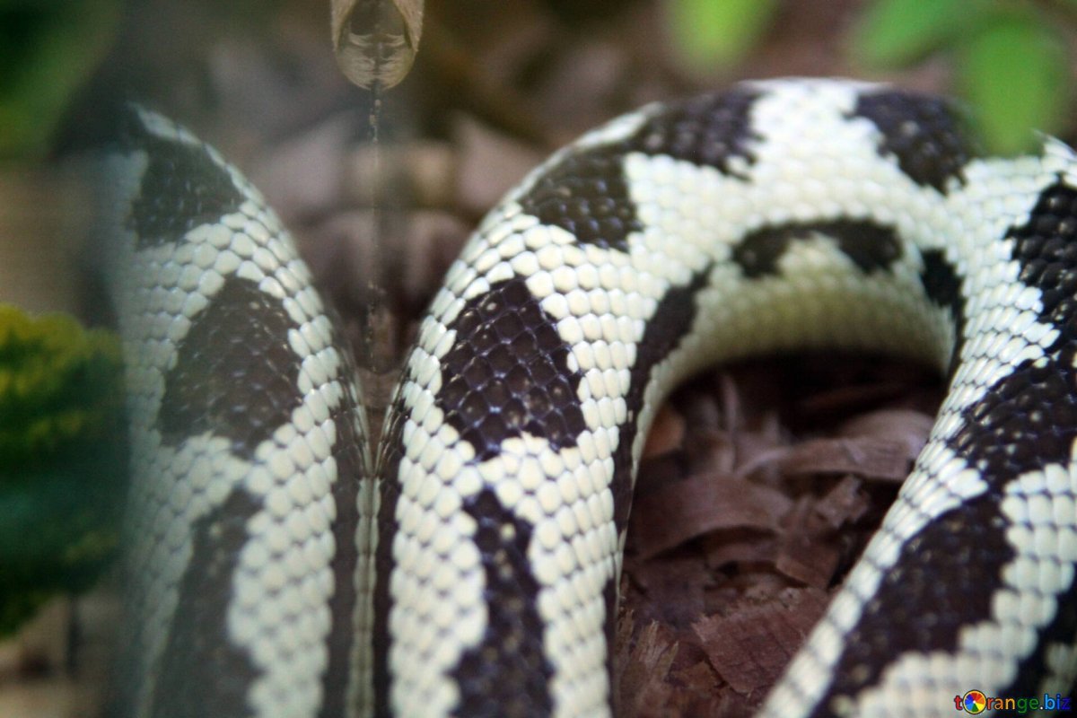 Змея с черными пятнами