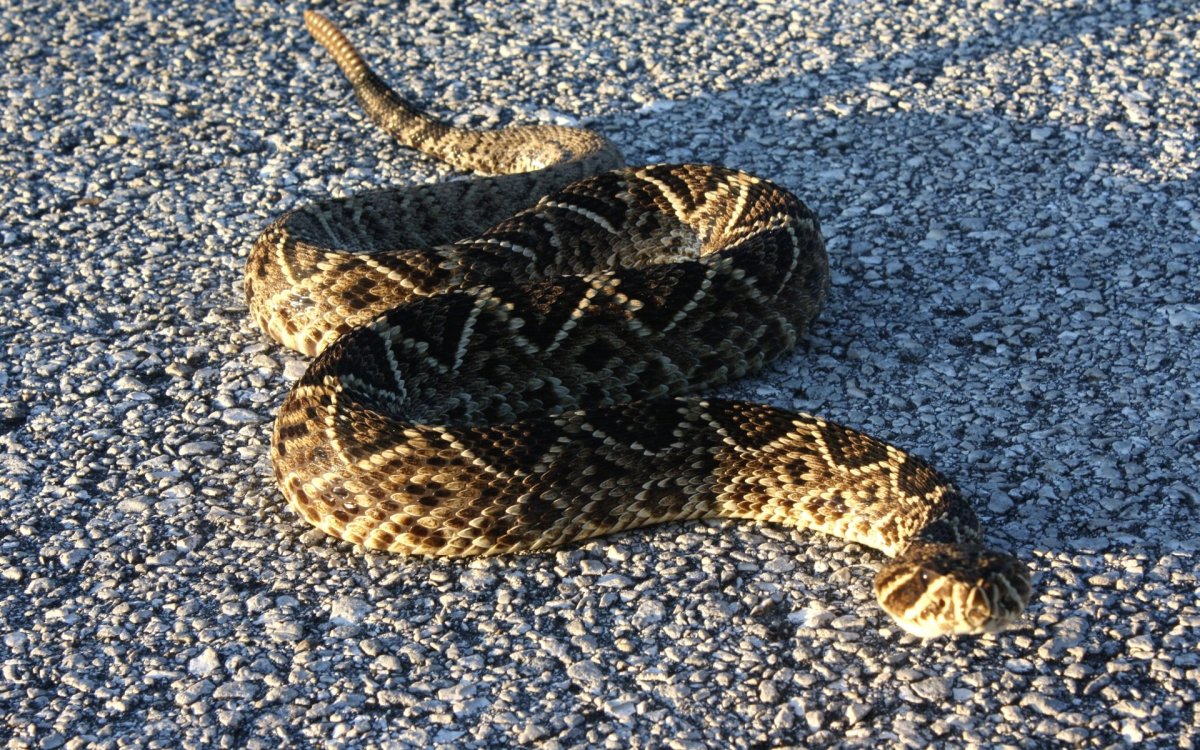 Diamondback Rattlesnake